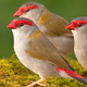 Illustration for article titled Birds are the first non-human animals to use grammar